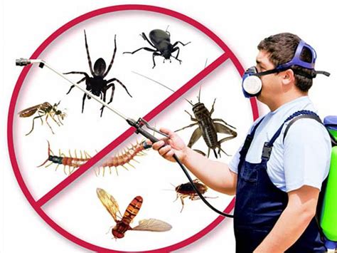 Pest-Proofing Your Property: Essential Steps for Long-Term Pest Management